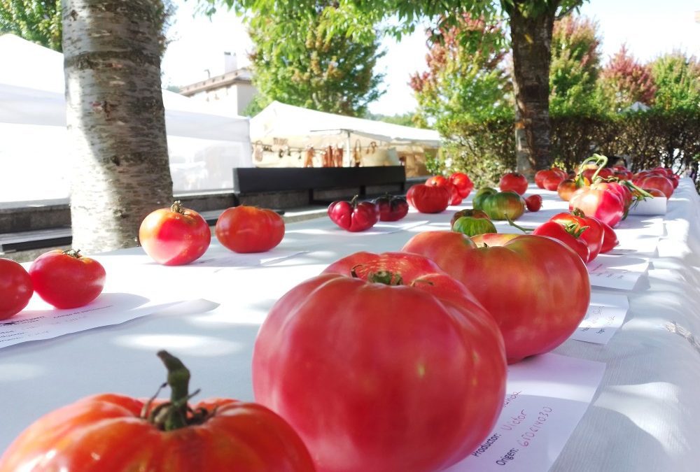Vuelve la Feria del Tomate de Bezana