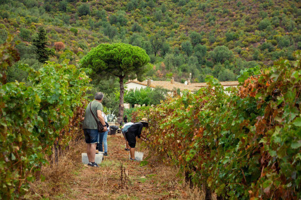 Ruta del Vino DO Empordà: así se vive la vendimia en la Costa Brava
